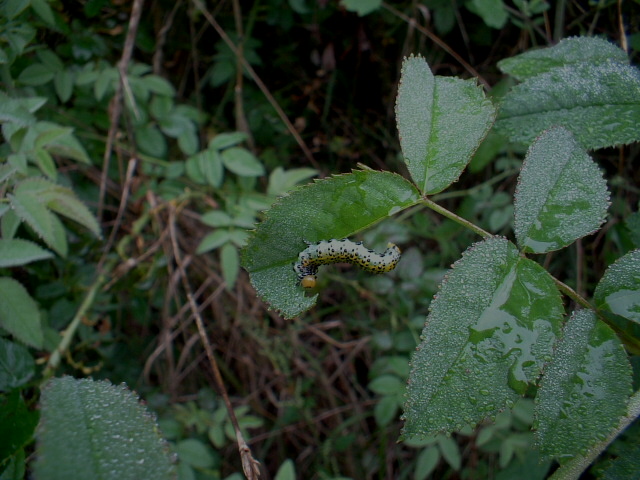 Arge rosae o Arge pagana? Arge ochropus (ex Arge rosae)